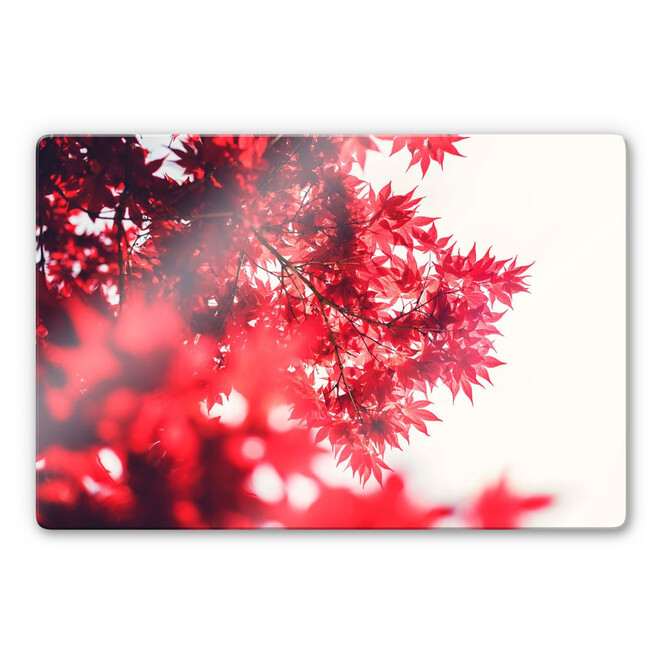 Glasbild Ahornbaum im Herbst