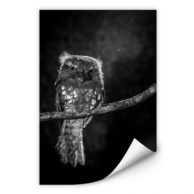 Wallprint Wilianto - Staring Owl