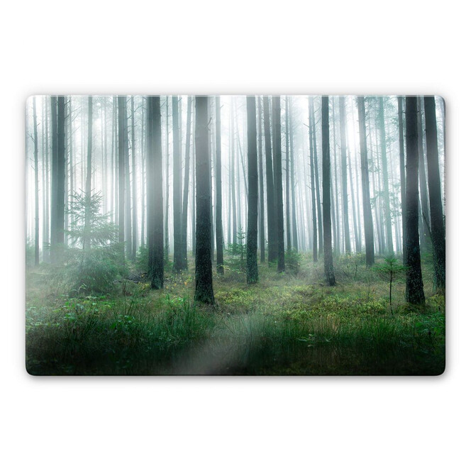 Glasbild Lindsten - Im Wald