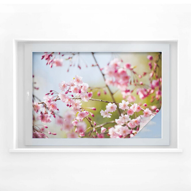 Sichtschutzfolie Cherry Blossoms