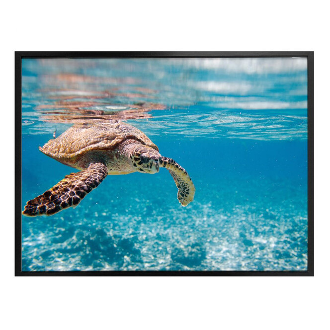 Poster Schildkröte auf Reisen