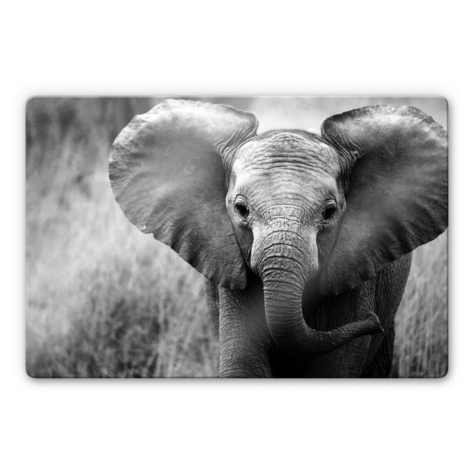 Glasbild Jumbo der kleine Elefant