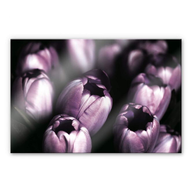 Acrylglasbild Tulips