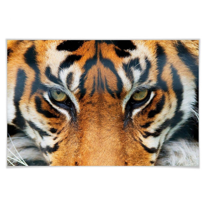 Giant Art® XXL-Poster Tiger - 175x115cm - Bild 1