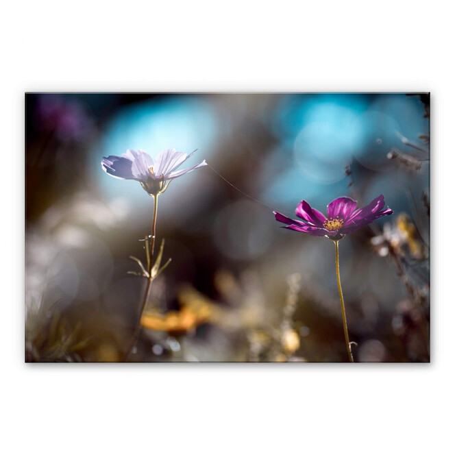 Acrylglasbild Bravin - Blütenpaar