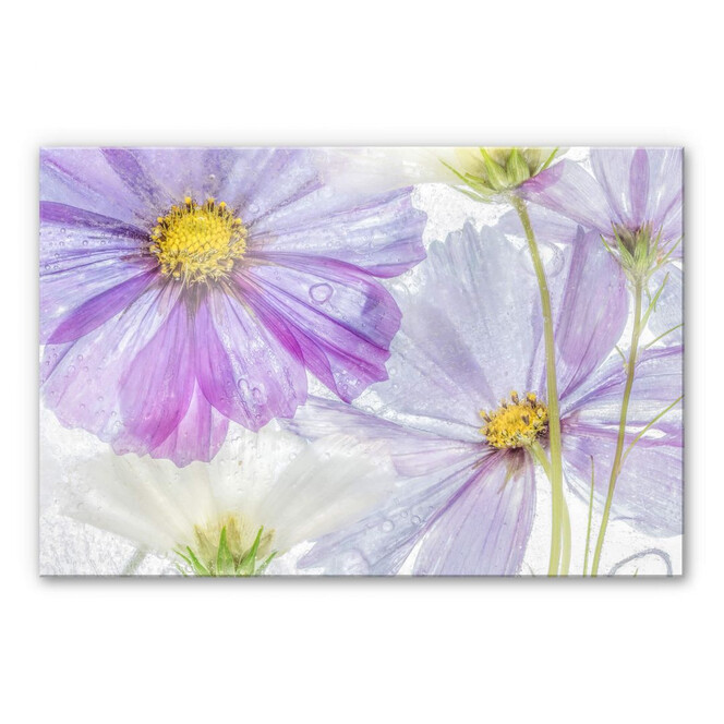 Acrylglasbild Disher - Frozen Flowers