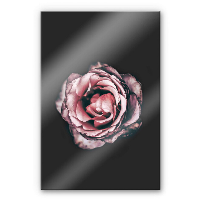 Acrylglasbild Pink Flower Dream 02