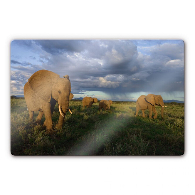 Glasbild NG Elefantenherde