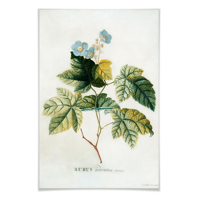 Poster Ehret - Rubus