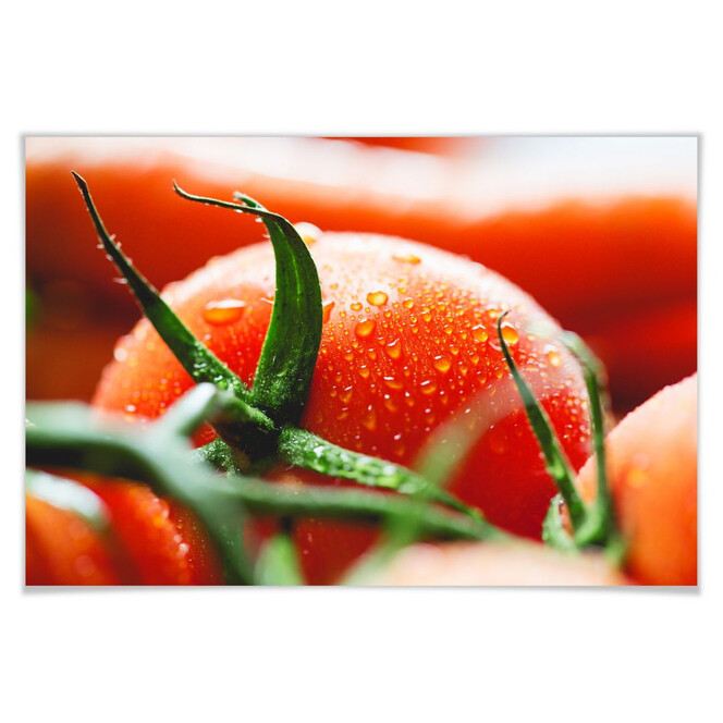 Poster Fresh Tomato