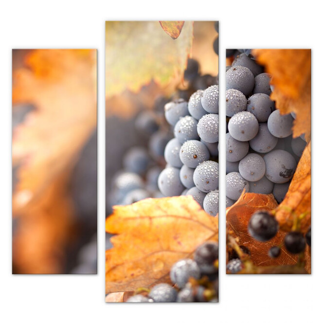 Acrylglasbild Wein im Herbst (3-teilig)