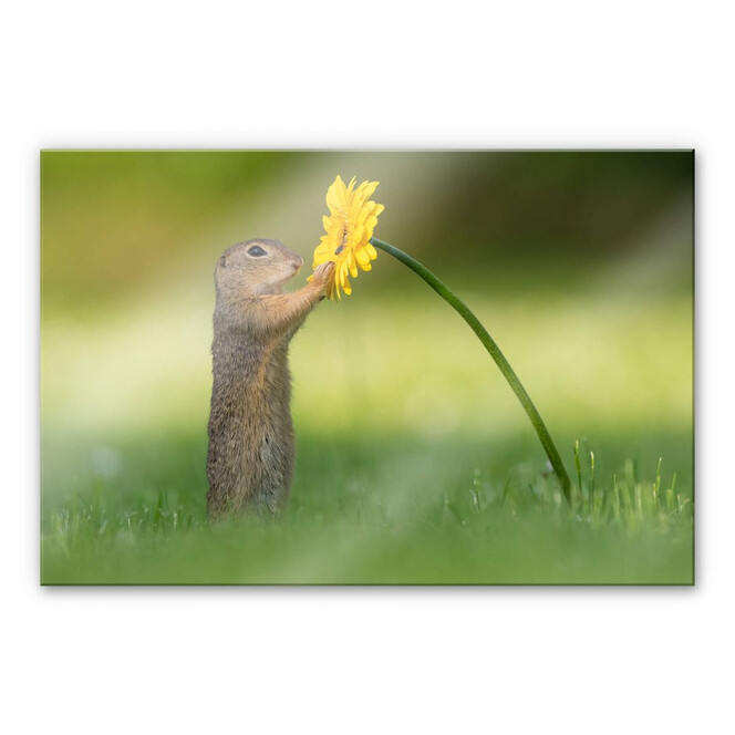 Acrylglasbild Duijn - Erdhörnchen hält Blume
