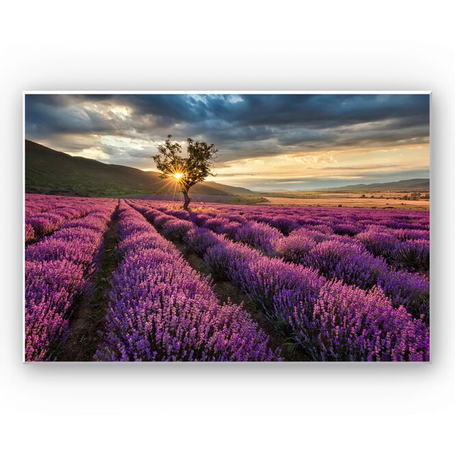Hartschaumbild Lavendelblüte in der Provence