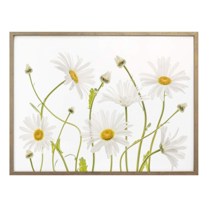 Poster Disher - Ox eye Daisies