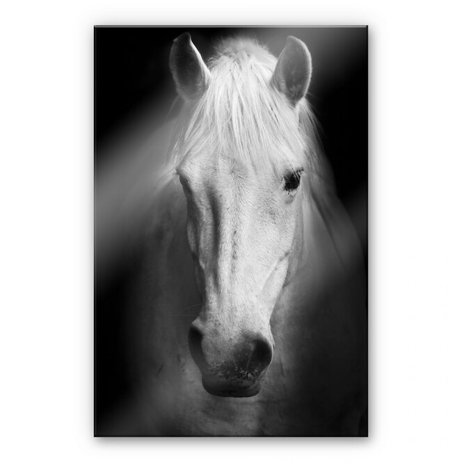 Acrylglasbild White Horse