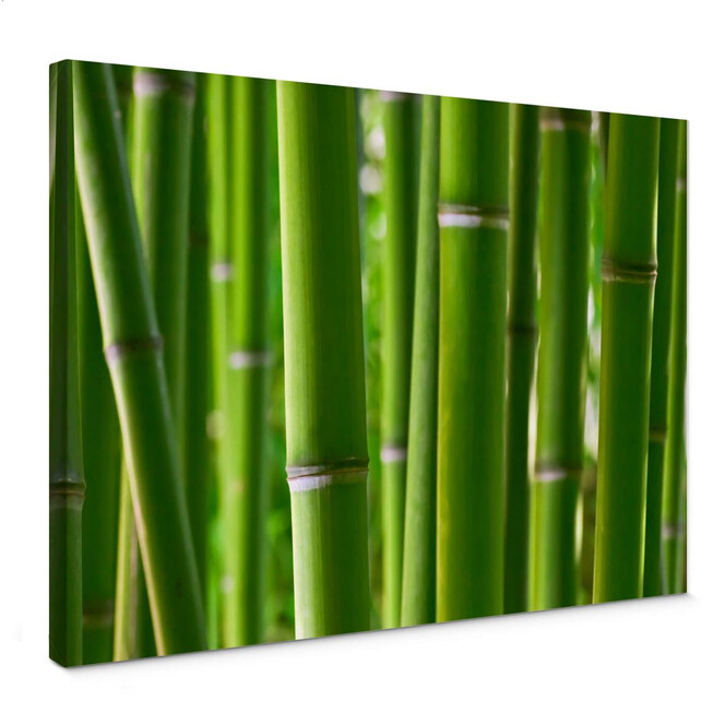 Leinwandbild Bambuswald
