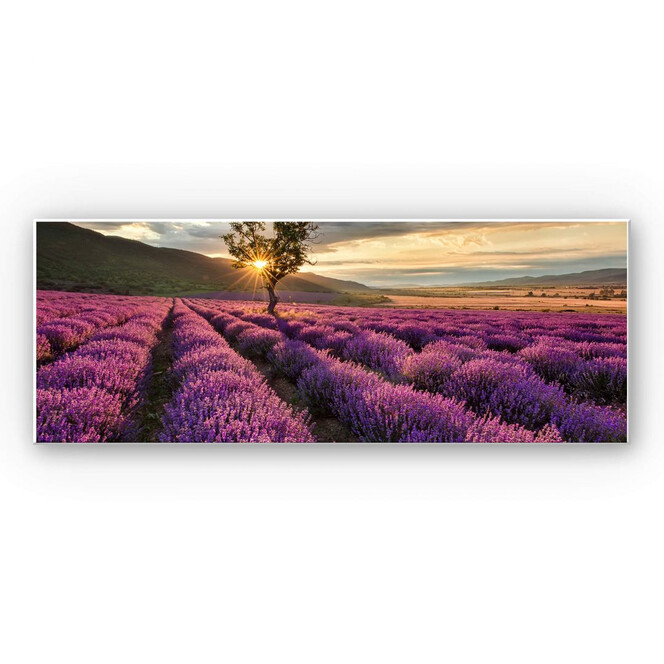 Hartschaumbild Lavendelblüte in der Provence - Panorama 01