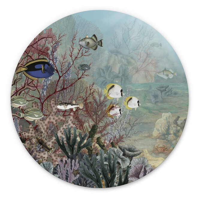 Wandbild Sir Edward - Korallenbewohner - Alu-Dibond Rund