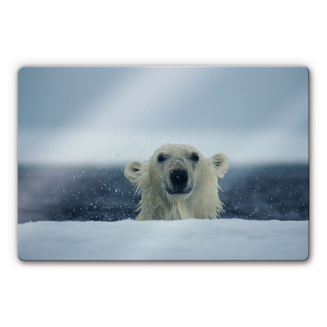 Glasbild NG Frecher Eisbär