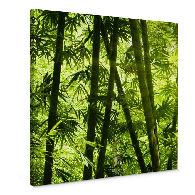 Leinwandbild Sonnenschein im Bambuswald - Quadratisch