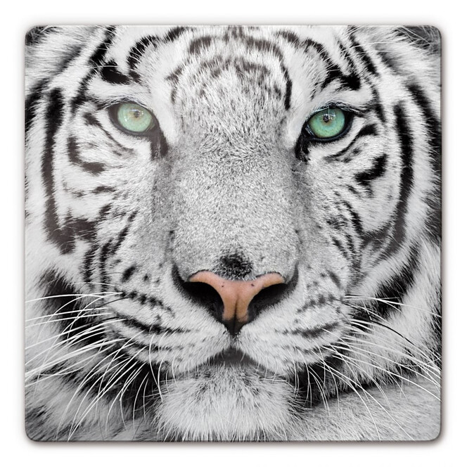 Glasbild Gorgeous Sumatran Tiger