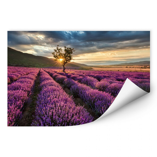 Wallprint Lavendelblüte in der Provence