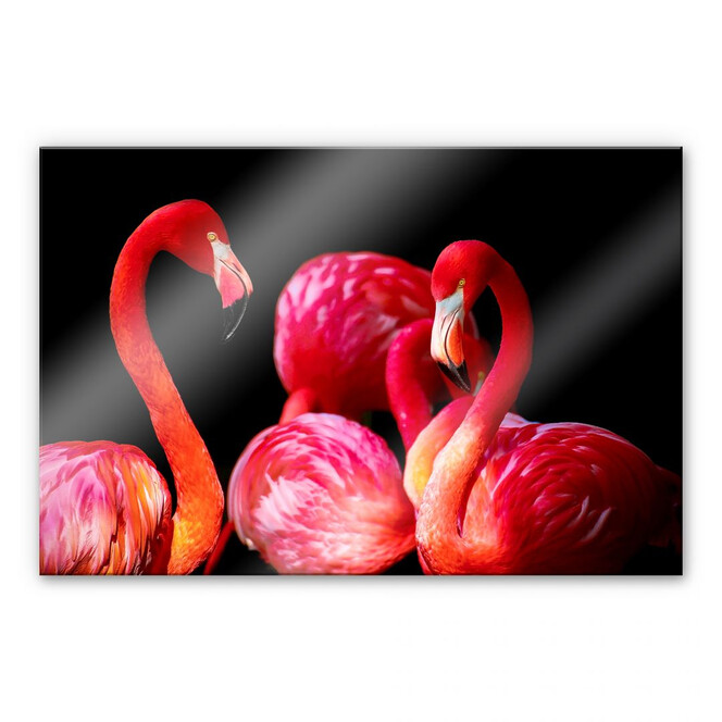 Acrylglasbild Pink Flamingo