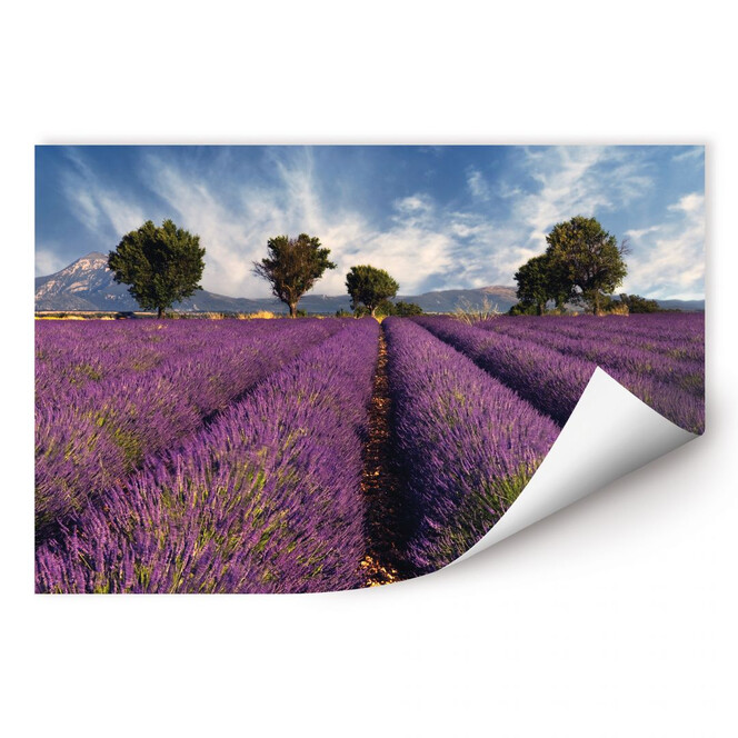 Wallprint Lavendelfeld