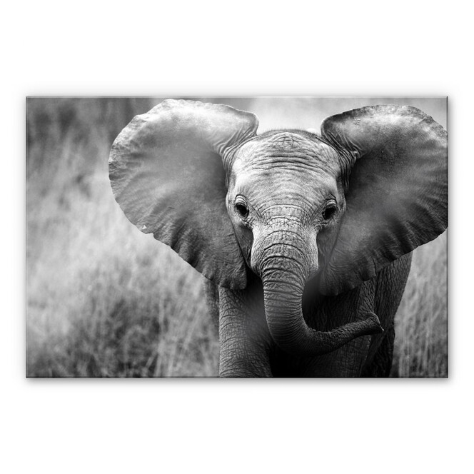 Acrylglasbild Jumbo der kleine Elefant