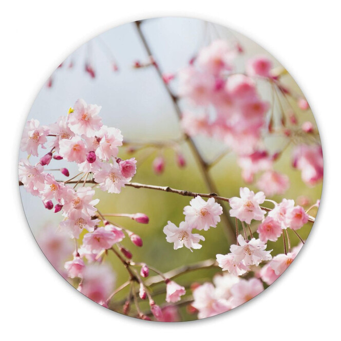 Alu-Dibond Cherry Blossom - Rund