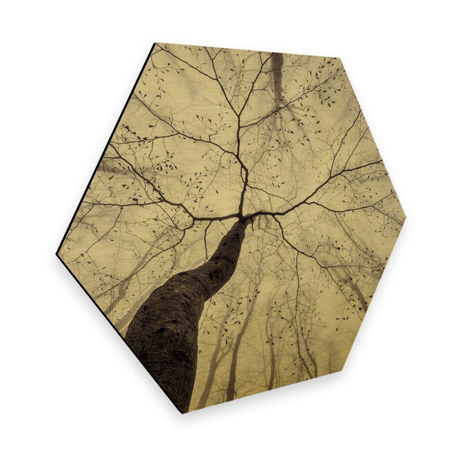 Hexagon - Alu-Dibond-Goldeffekt Pavlasek - Ein Blick in die Baumkronen