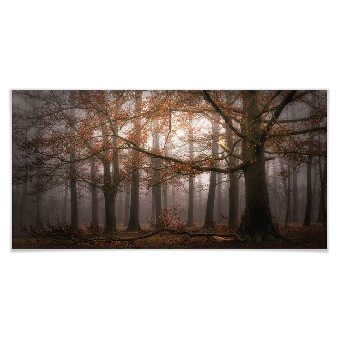 Poster Dingemans - Nebel im Herbstwald - Panorama