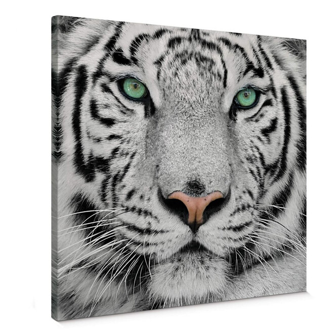 Leinwandbild Gorgeous Sumatran Tiger