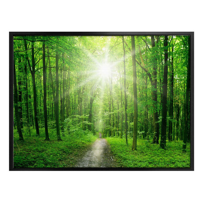 Poster Sunny Forest