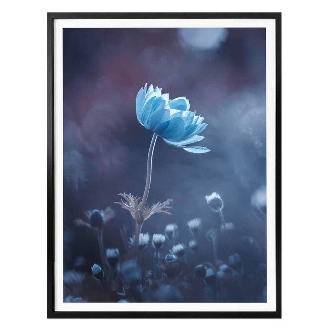 Poster Bravin - Die blaue Blume