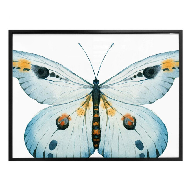 Poster Kvilis - Schmetterling 03