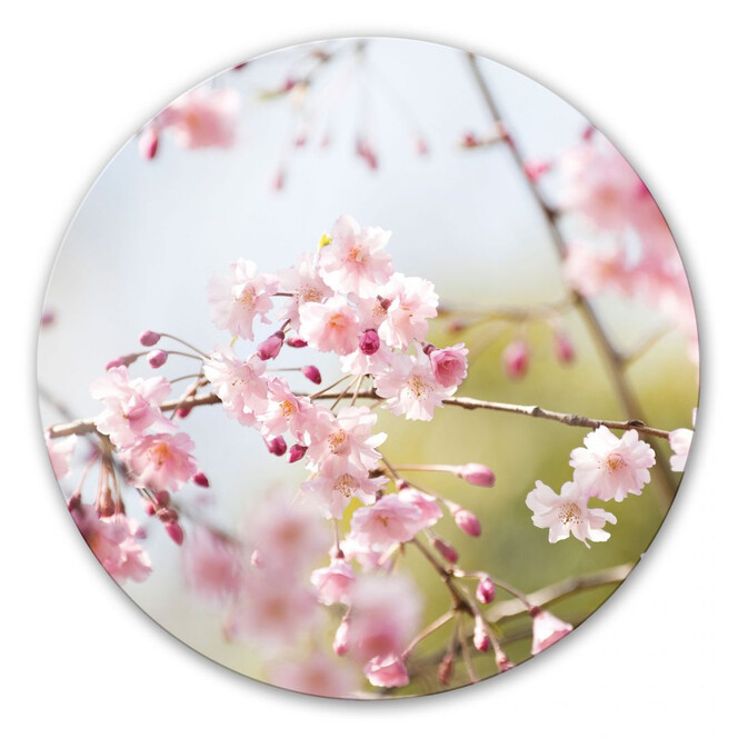 Glasbild Cherry Blossoms - rund