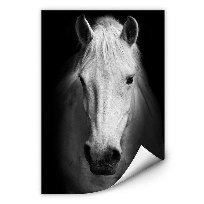 Wallprint White Horse