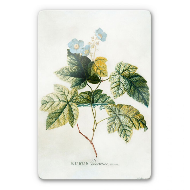 Glasbild Ehret - Rubus