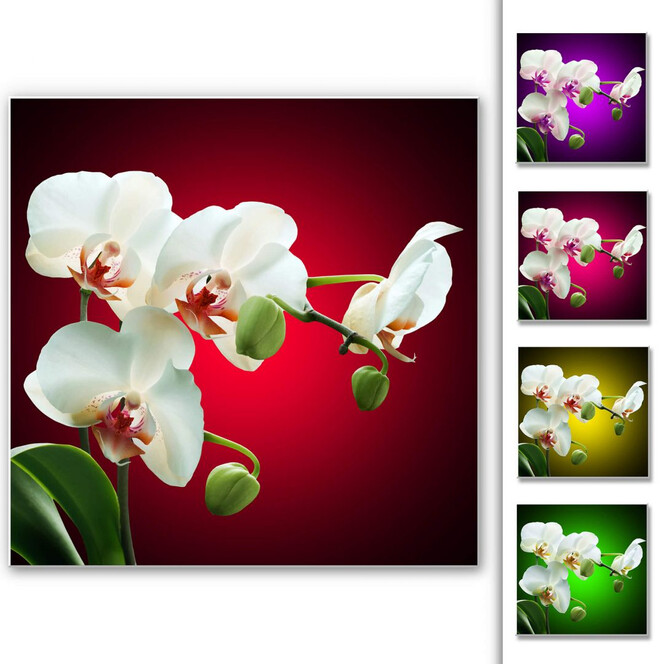 Hartschaumbild Blütenpracht einer Orchidee - quadratisch