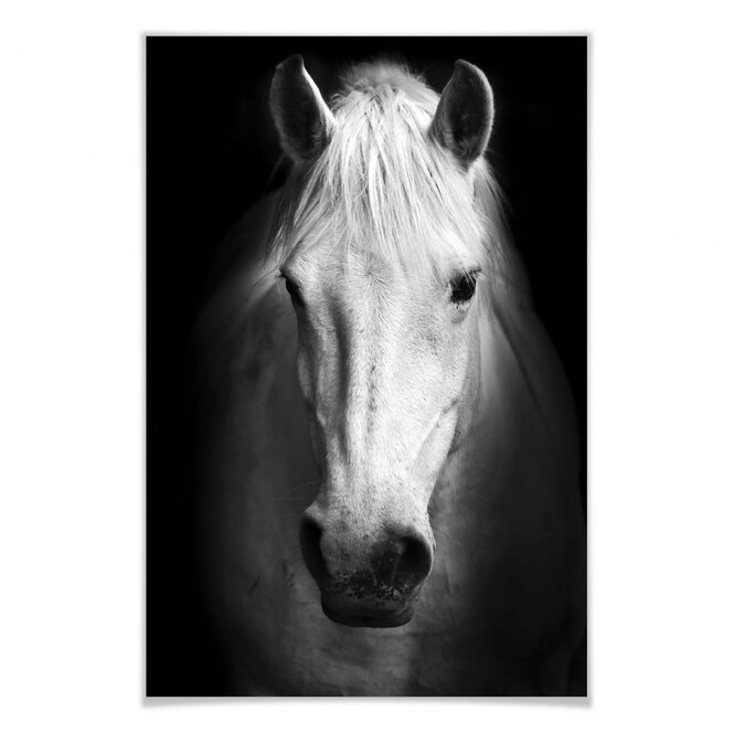 Poster White Horse