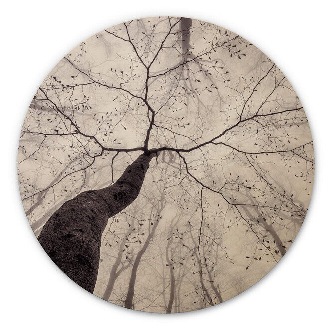 Holzbild Pavlasek - Ein Blick in die Baumkronen - Rund