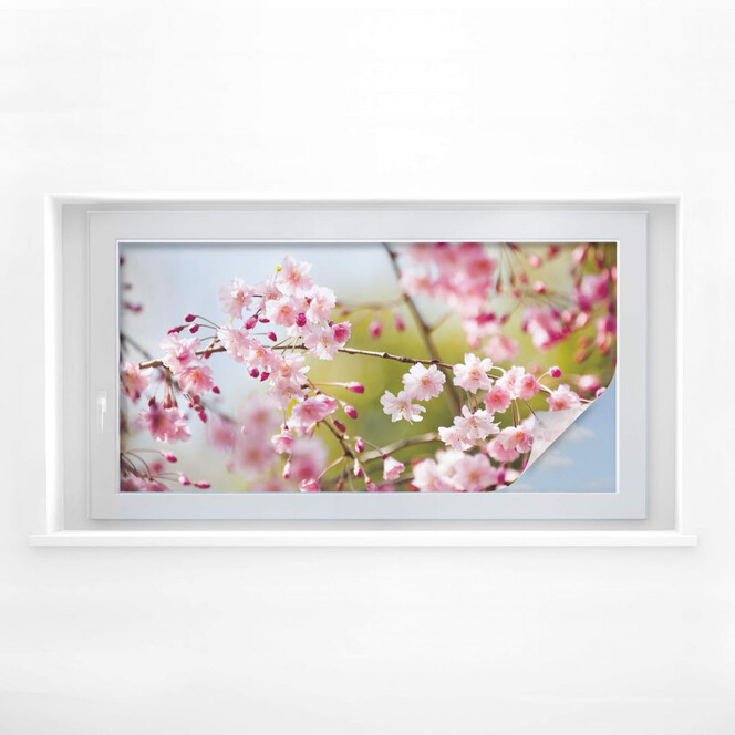 Sichtschutzfolie Cherry Blossoms - Panorama