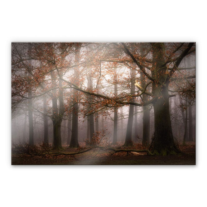 Acrylglasbild Dingemans - Nebel im Herbstwald
