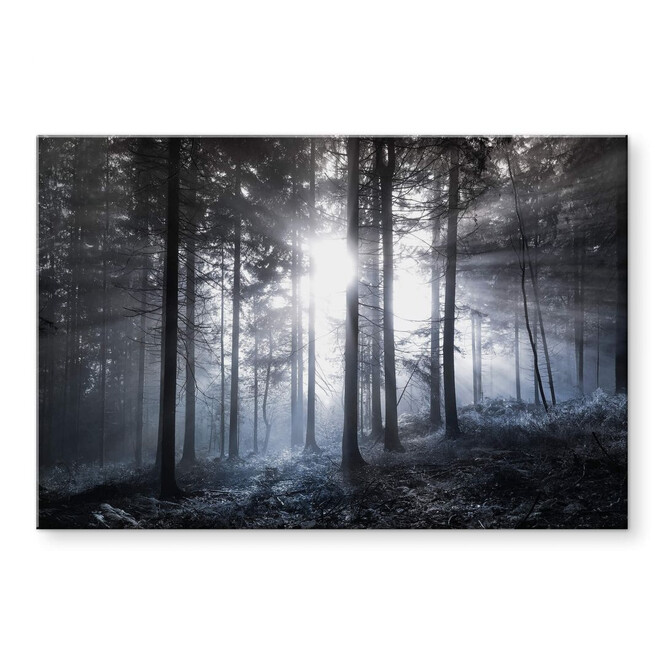 Acrylglasbild Sonnenstrahlen im Wald Blau