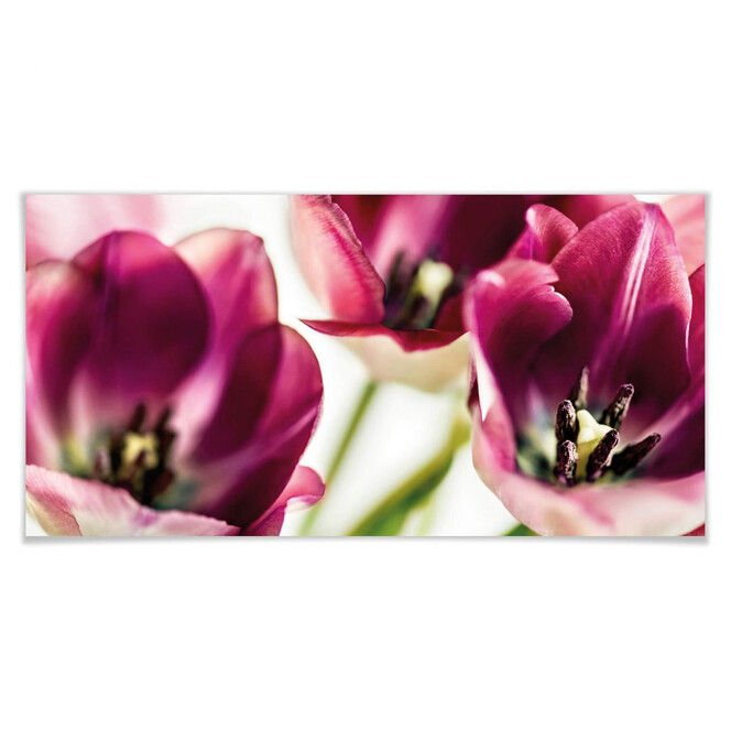 Poster Bsmart - Tulips