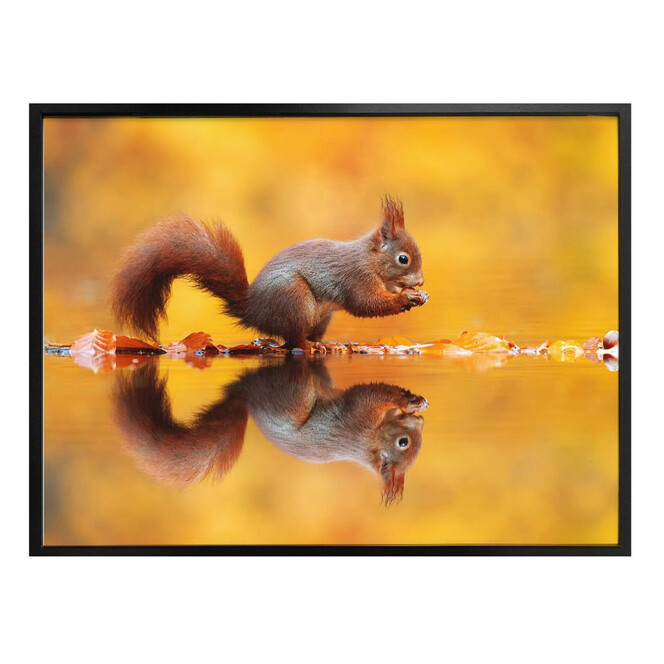 Poster van Duijn - Eichhörnchen mit Nuss