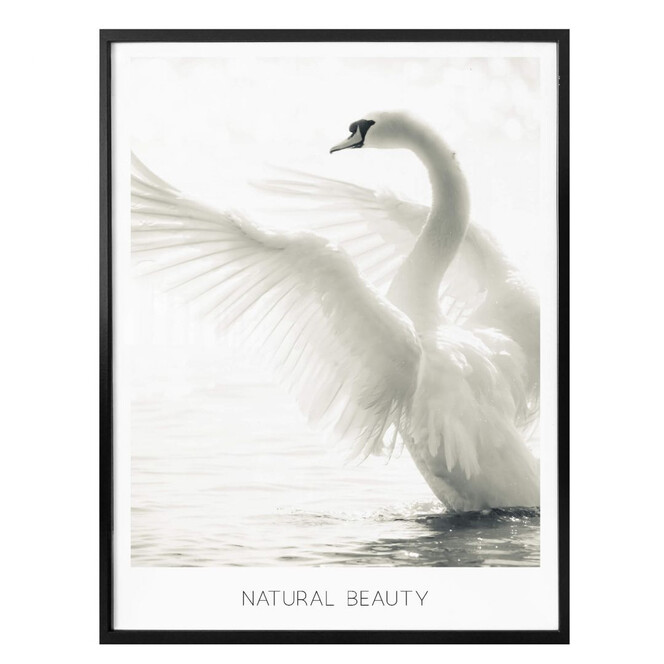 Poster Majestätischer Schwan - Natural Beauty