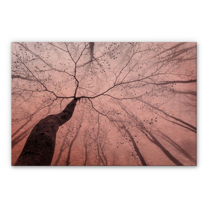 Alu-Dibond Bild mit Kupfereffekt Pavlasek - Ein Blick in die Baumkronen