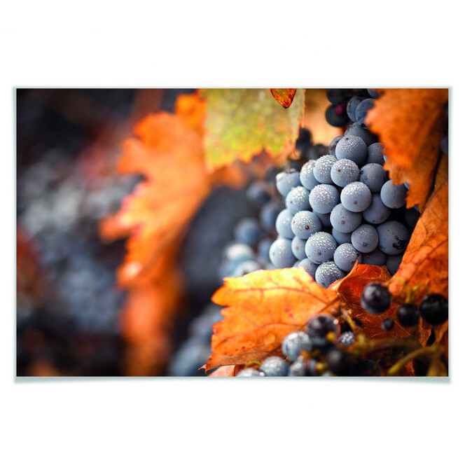 Poster Wein im Herbst